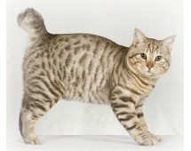 American Bobtail