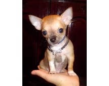 Chihuahua