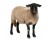 Ovine