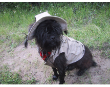 Affenpinscher