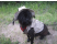 Affenpinscher