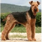 Airedale Terrier