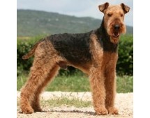 Airedale Terrier