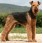 Airedale Terrier