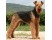 Airedale Terrier