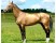 Akhal Teke