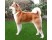 Akita
