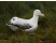 Albatros