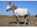 Altai