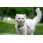 American Curl