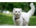 American Curl