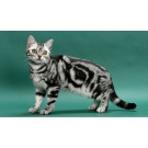 American Shorthair