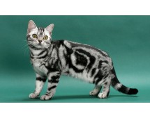 American Shorthair