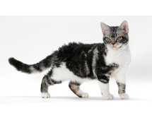 American Wirehair