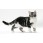 American Wirehair