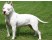 Amstaff