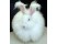 Angora