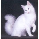 Angora Turceasca