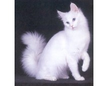 Angora Turceasca