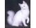Angora turceasca