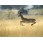Antilopa impala