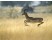 Antilopa impala