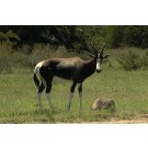 Antilopa lira Bontebok