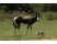 Antilopa lira Bontebok