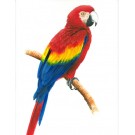 Ara macao - papagalul stacojiu