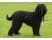 Barbet