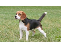 Beagle