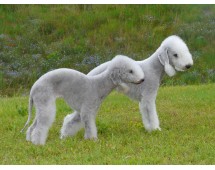 Bedlington Terrier