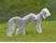 Bedlington Terrier