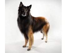 Belgian Tervueren