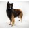 Belgian Tervueren