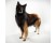 Belgian Tervueren