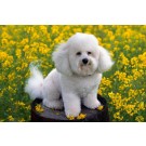 Bichon frise