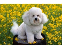 Bichon frise