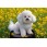 Bichon frise