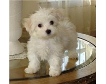 Bichon maltez