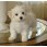 Bichon maltez