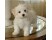 Bichon maltez