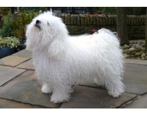 Bichon Bolognez