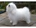 Bichon Bolognez