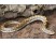 Boa de Nisip (Sand Boa)