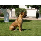 Boerboel african