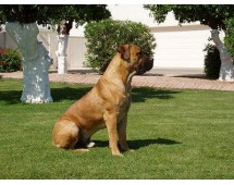 Boerboel african