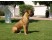 Boerboel african