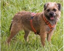 Border Terrier