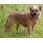 Border Terrier